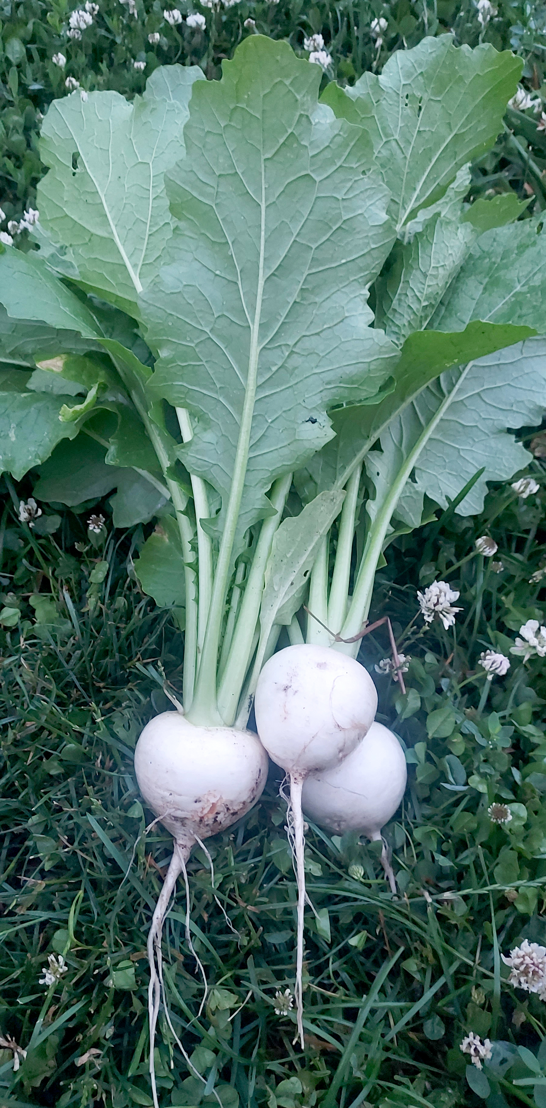 Harvest turnips laying on the ground.